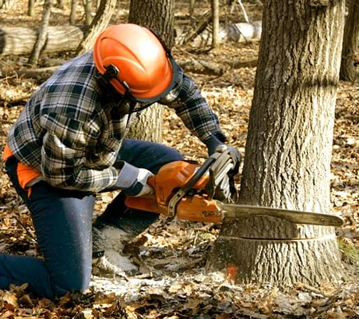 Tree Removal in Camino, CA